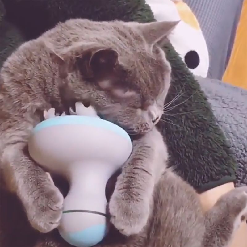 Portable Electric Head Massager for Cats